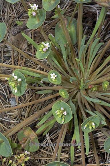 claytonia parviflora ssp parviflora 2 graphic